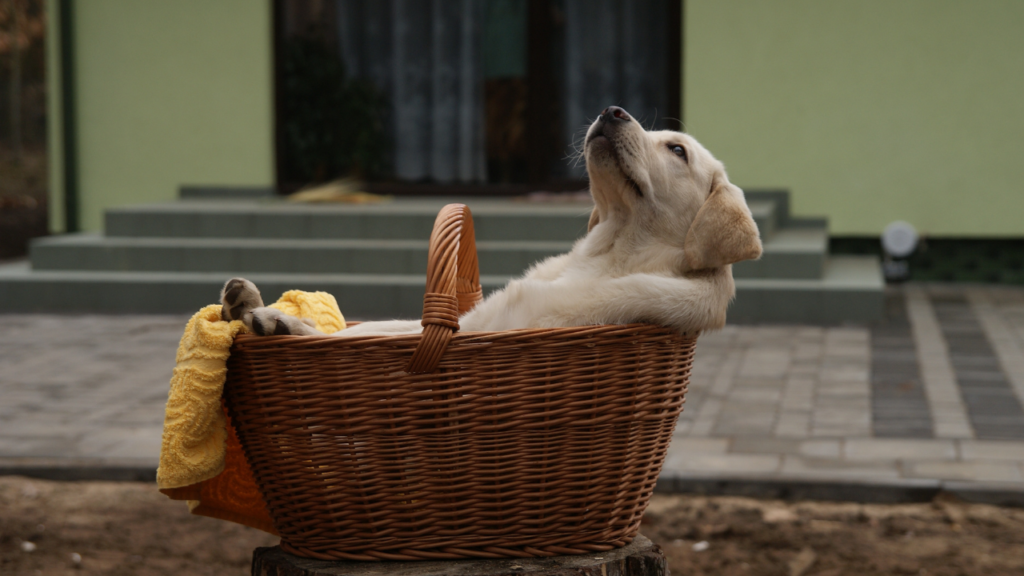 リフレッシュした犬